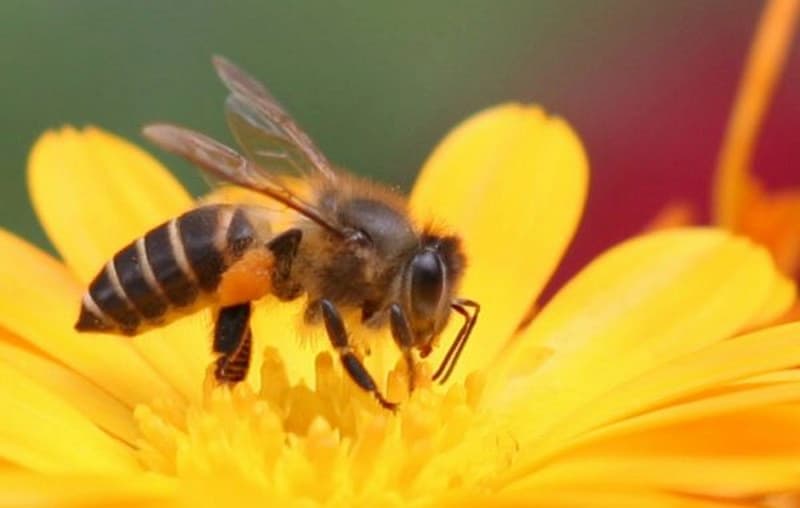 Ý nghĩa về giấc mơ thấy con ong nói chung